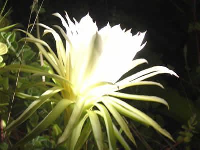 Night Blooming Cereus