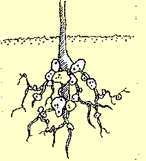 Rhizobia